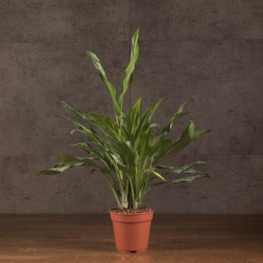 Аглаонема Мисс Джульетта 35/12 &mdash; Luxury Plants