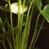 Антуриум Андрианум белый D12 фото 5 &mdash; Luxury Plants