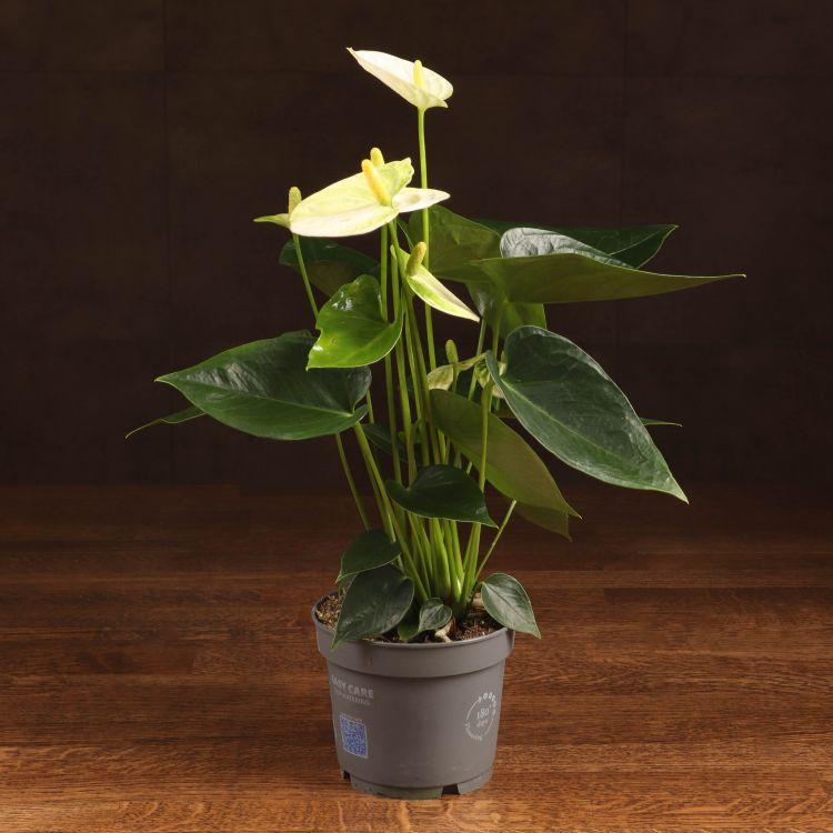 Антуриум Андрианум белый D12 фото 1 &mdash; Luxury Plants