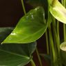 Антуриум Андрианум белый D12 фото 3 &mdash; Luxury Plants