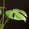 Монстера 50/14 фото 3 &mdash; Luxury Plants