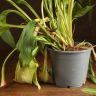 Калла д14 уценка фото 2 &mdash; Luxury Plants