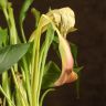 Калла д14 уценка фото 3 &mdash; Luxury Plants