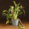 Калла д14 уценка фото 1 &mdash; Luxury Plants