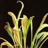 Калла д14 уценка фото 3 &mdash; Luxury Plants