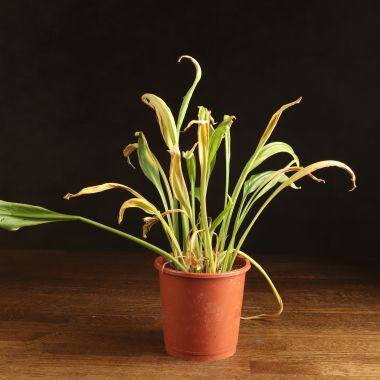 Калла д14 уценка &mdash; Luxury Plants