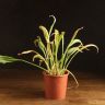 Калла д14 уценка фото 1 &mdash; Luxury Plants