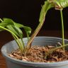 Калла д14 уценка фото 5 &mdash; Luxury Plants