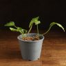 Калла д14 уценка фото 2 &mdash; Luxury Plants