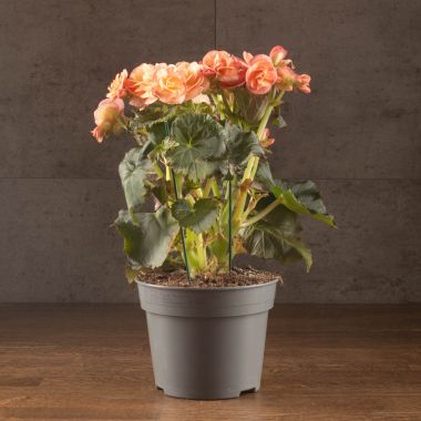 Бегония Элатиор коралловая 30/12 &mdash; Luxury Plants