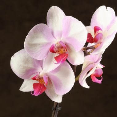 Орхидея Фаленопсис мини Монро D7 &mdash; Luxury Plants