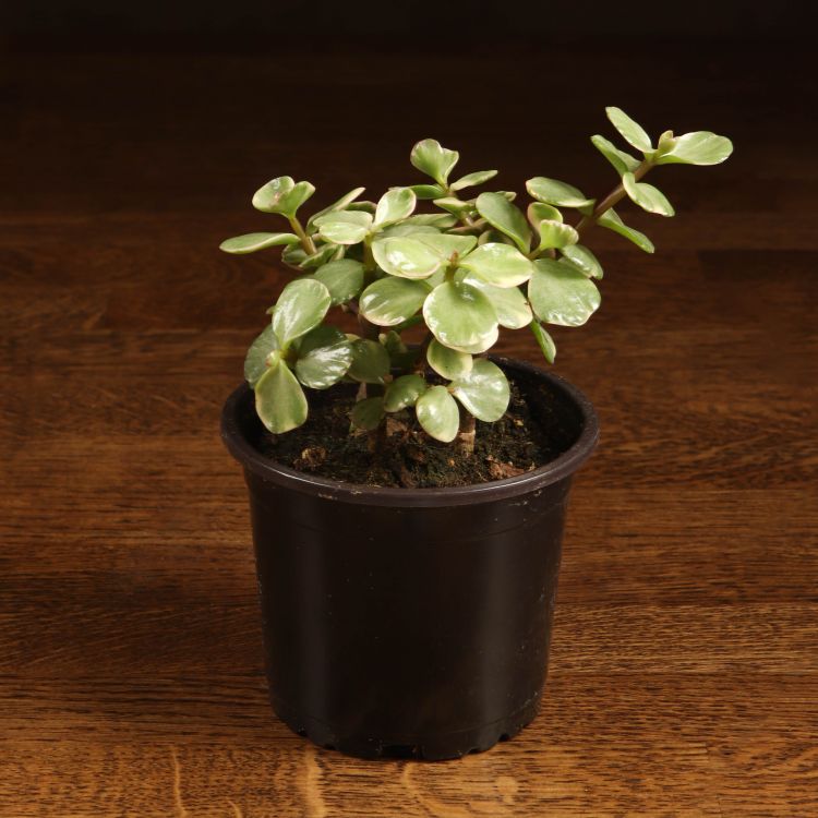 Портулакария д9 фото 1 &mdash; Luxury Plants