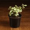 Портулакария д9 фото 1 &mdash; Luxury Plants