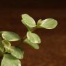 Портулакария д9 фото 2 &mdash; Luxury Plants