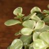 Портулакария д9 фото 3 &mdash; Luxury Plants