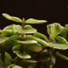 Портулакария д9 фото 4 &mdash; Luxury Plants