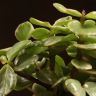 Портулакария д9 фото 5 &mdash; Luxury Plants