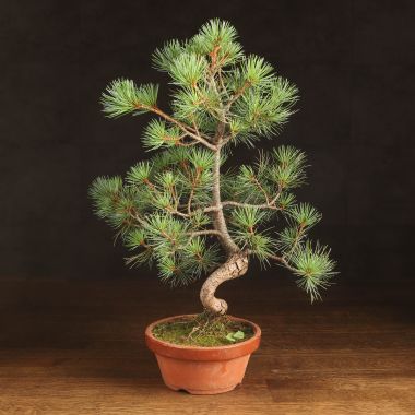 Бонсай Сосна 45/15 &mdash; Luxury Plants