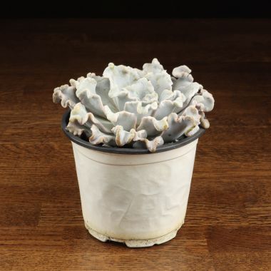 Эхеверия Голубые Кудри 15/12 &mdash; Luxury Plants