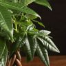 Пахира косичка 30/9 фото 3 &mdash; Luxury Plants