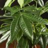 Пахира косичка 30/9 фото 4 &mdash; Luxury Plants