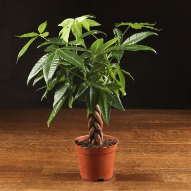 Пахира косичка 30/9 &mdash; Luxury Plants