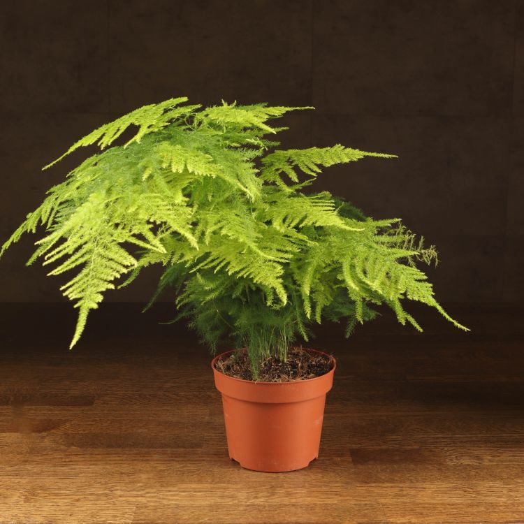 Аспарагус Сетацеус 45/12 фото 1 &mdash; Luxury Plants