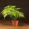 Аспарагус Сетацеус 45/12 фото 1 &mdash; Luxury Plants