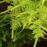Аспарагус Сетацеус 45/12 фото 3 &mdash; Luxury Plants