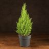 Кипарисовик Голдкрест Вилма 45/14 фото 1 &mdash; Luxury Plants