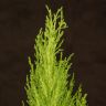 Кипарисовик Голдкрест Вилма 45/14 фото 2 &mdash; Luxury Plants