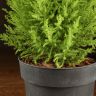 Кипарисовик Голдкрест Вилма 45/14 фото 3 &mdash; Luxury Plants
