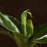 Муса Тропикана (Банан) 30/12 фото 2 &mdash; Luxury Plants