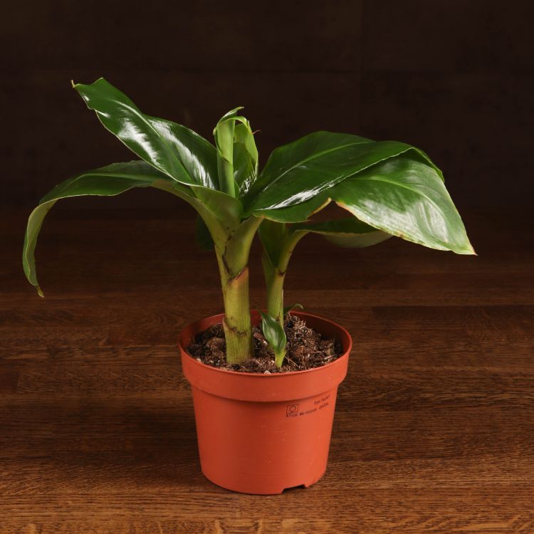 Муса Тропикана (Банан) 30/12 фото 1 &mdash; Luxury Plants