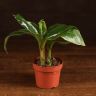 Муса Тропикана (Банан) 30/12 фото 1 &mdash; Luxury Plants