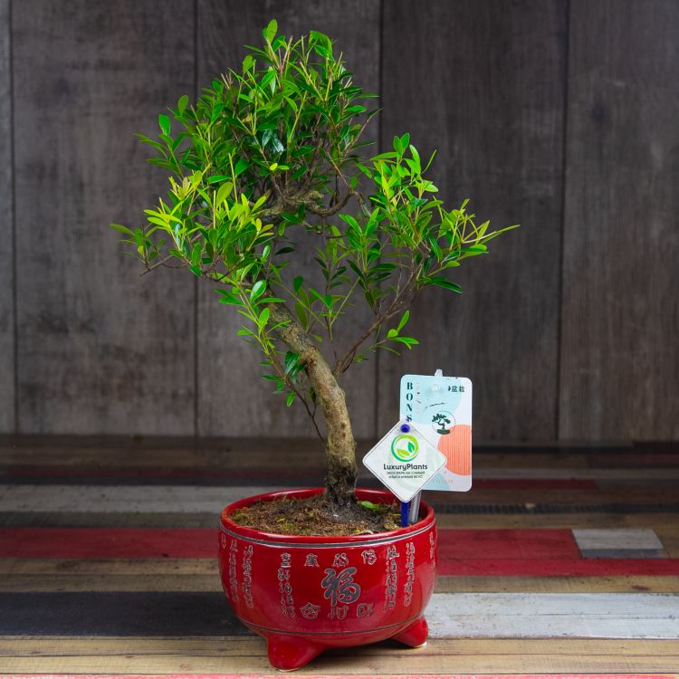 Бонсай Мирт в красной китайской керамике 30 см фото 1 &mdash; Luxury Plants