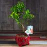 Бонсай Мирт в красной китайской керамике 30 см фото 1 &mdash; Luxury Plants