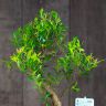 Бонсай Мирт в красной китайской керамике 30 см фото 2 &mdash; Luxury Plants