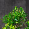 Бонсай Мирт в красной китайской керамике 30 см фото 3 &mdash; Luxury Plants