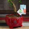 Бонсай Мирт в красной китайской керамике 30 см фото 4 &mdash; Luxury Plants