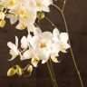 Орхидея Фаленопсис белая дикая форма фото 8 &mdash; Luxury Plants