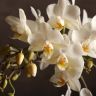 Орхидея Фаленопсис белая дикая форма фото 6 &mdash; Luxury Plants