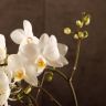 Орхидея Фаленопсис белая дикая форма фото 10 &mdash; Luxury Plants