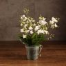 Орхидея Фаленопсис белая дикая форма фото 2 &mdash; Luxury Plants