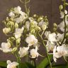 Орхидея Фаленопсис белая дикая форма фото 5 &mdash; Luxury Plants