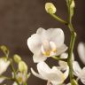 Орхидея Фаленопсис белая дикая форма фото 1 &mdash; Luxury Plants