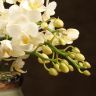 Орхидея Фаленопсис Дикая форма белая в глянцевом кашпо фото 4 &mdash; Luxury Plants