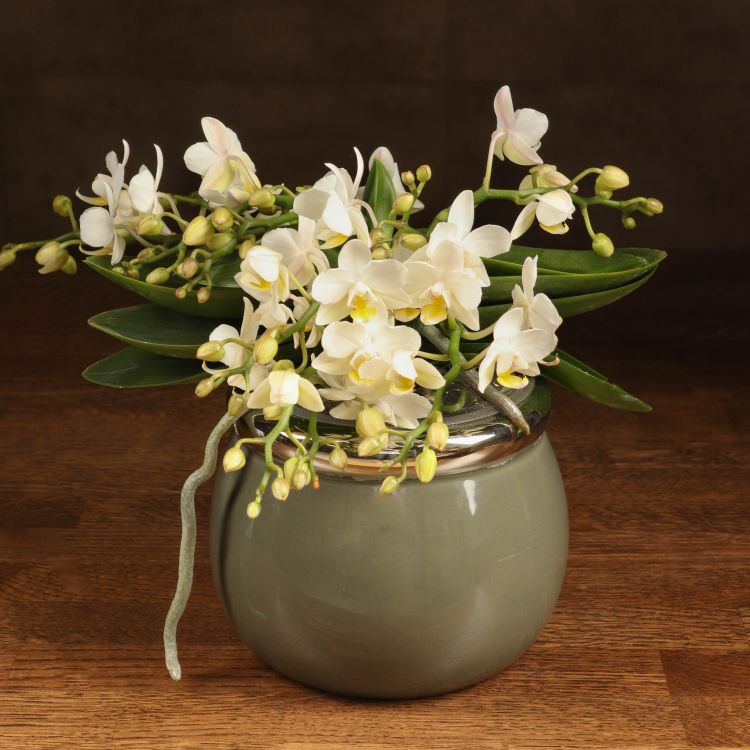Орхидея Фаленопсис Дикая форма белая в глянцевом кашпо фото 1 &mdash; Luxury Plants