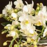 Орхидея Фаленопсис Дикая форма белая в глянцевом кашпо фото 2 &mdash; Luxury Plants