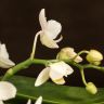 Орхидея Фаленопсис Дикая форма белая в глянцевом кашпо фото 3 &mdash; Luxury Plants